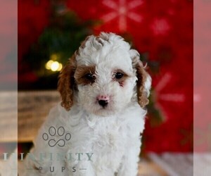 Poodle (Miniature) Puppy for sale in MILL HALL, PA, USA
