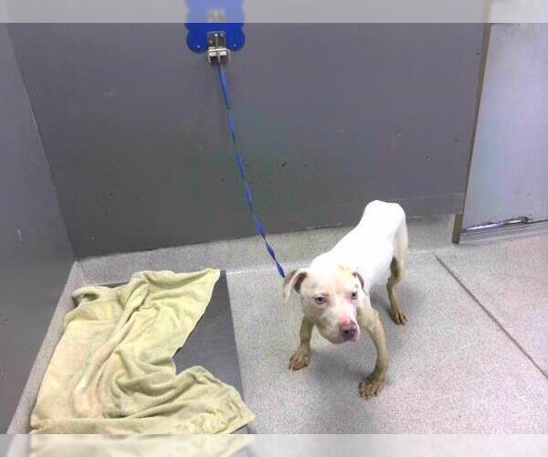 Medium Photo #1 American Pit Bull Terrier-Pointer Mix Puppy For Sale in Tallahassee, FL, USA