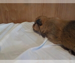 Small Photo #13 Australian Shepherd-Pembroke Welsh Corgi Mix Puppy For Sale in GALLEGOS, NM, USA