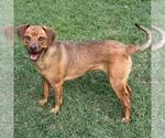 Small #1 Mutt