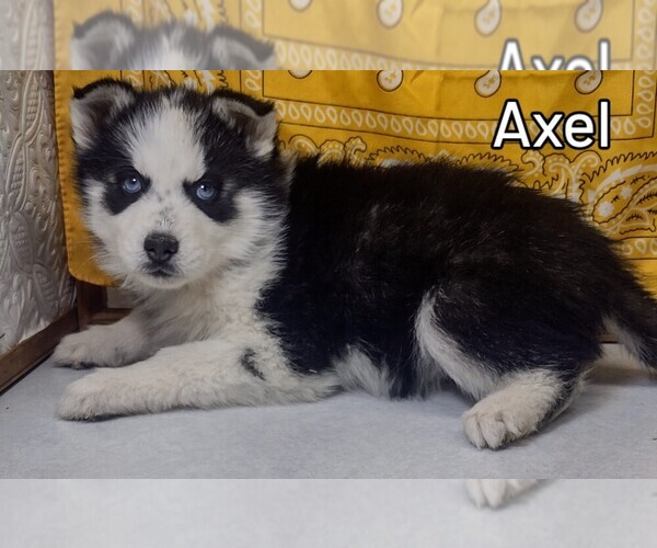 Medium Photo #2 Siberian Husky Puppy For Sale in MOUNT AYR, IA, USA