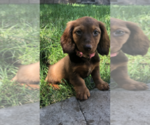 Small Photo #5 Dachshund Puppy For Sale in NASHVILLE, TN, USA