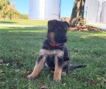 Small Photo #6 German Shepherd Dog Puppy For Sale in MANHEIM, PA, USA
