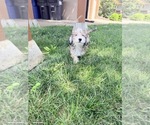 Small Poodle (Miniature)