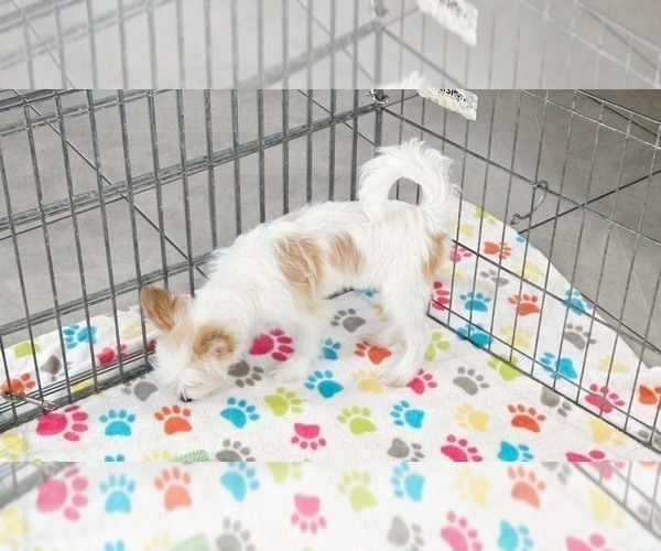 Medium Photo #7 Papitese Puppy For Sale in ORO VALLEY, AZ, USA