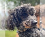 Small #2 Poodle (Miniature)