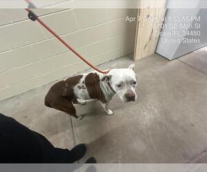 Bullboxer Pit Dogs for adoption in Ocala, FL, USA