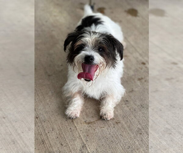 Medium Photo #1 Shih Tzu Puppy For Sale in Oak Bluffs, MA, USA