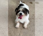Small Shih Tzu