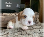 Puppy Berlin Cavalier King Charles Spaniel
