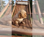 Puppy Orange Collar Golden Retriever