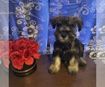 Small #10 Schnauzer (Miniature)