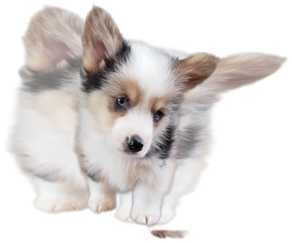 Medium Photo #1 Pembroke Welsh Corgi Puppy For Sale in MILTON, WI, USA