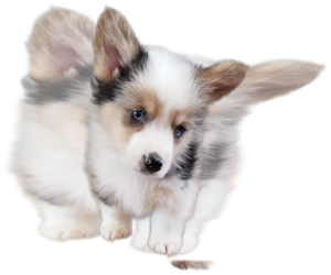Pembroke Welsh Corgi Puppy for sale in MILTON, WI, USA