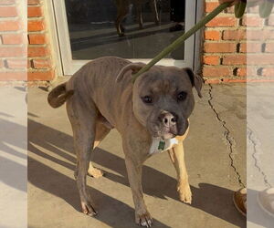 Mutt Dogs for adoption in Woodland Hills, CA, USA