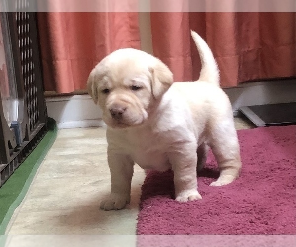 Medium Photo #1 Labrador Retriever Puppy For Sale in DEWITT, VA, USA
