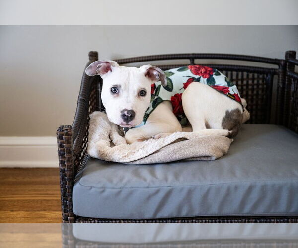 Medium Photo #2 American Pit Bull Terrier-Unknown Mix Puppy For Sale in Andover, MN, USA
