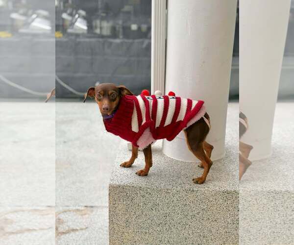 Medium Photo #6 Miniature Pinscher Puppy For Sale in Visalia, CA, USA