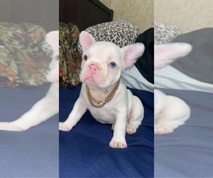 French Bulldog Puppy for sale in LIVE OAK, FL, USA