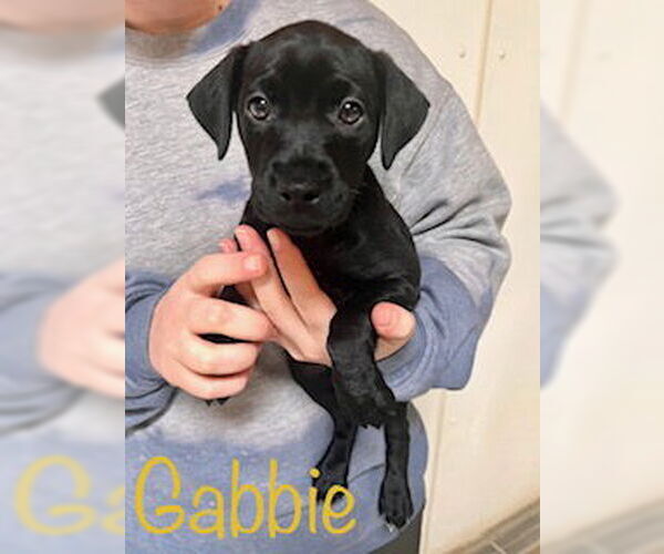 Medium Photo #7 Mutt Puppy For Sale in Williamsburg, IA, USA