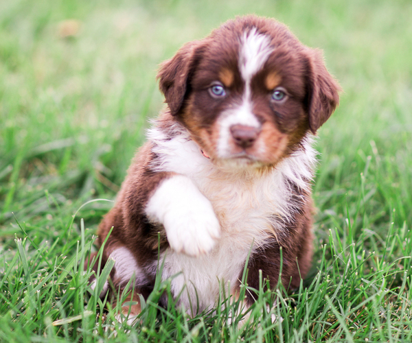 Medium Photo #4 Australian Shepherd Puppy For Sale in ARODA, VA, USA