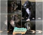 Small Photo #2 Great Dane Puppy For Sale in KANSAS CITY, MO, USA