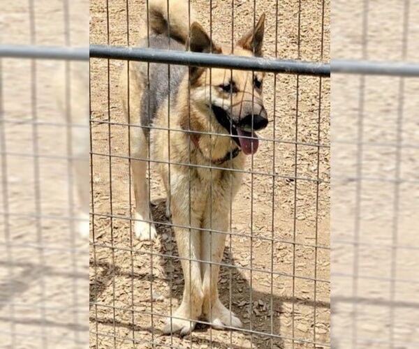Medium Photo #7 German Shepherd Dog-Unknown Mix Puppy For Sale in Rockaway, NJ, USA