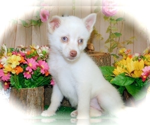 Pomsky Puppy for sale in HAMMOND, IN, USA