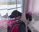Small Photo #25 German Shorthaired Pointer Puppy For Sale in CORBIN, KY, USA