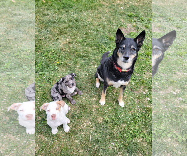 Medium Photo #5 Mutt Puppy For Sale in Sandy, UT, USA