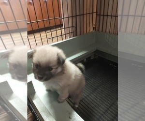 Pomeranian Puppy for sale in MARLTON, NJ, USA