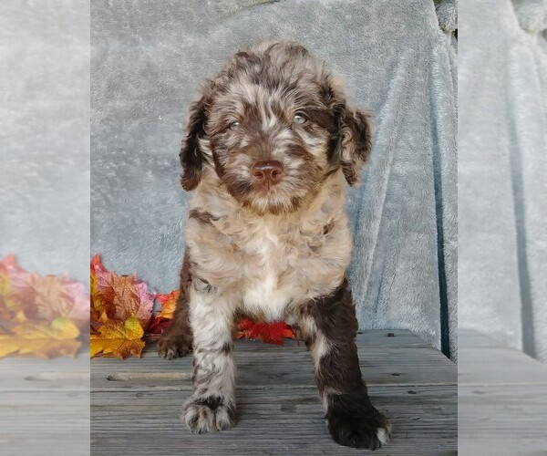 Medium Photo #4 Labradoodle-Poodle (Miniature) Mix Puppy For Sale in FREDERICKSBG, OH, USA