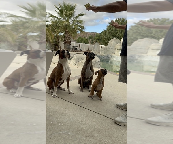 Medium Photo #17 Boxer Puppy For Sale in MORENO VALLEY, CA, USA