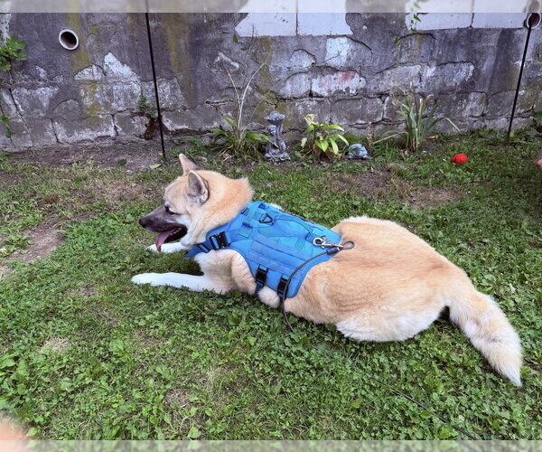 Medium Photo #2 Akita-Unknown Mix Puppy For Sale in FRAMINGHAM, MA, USA