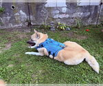 Small #1 Akita Mix