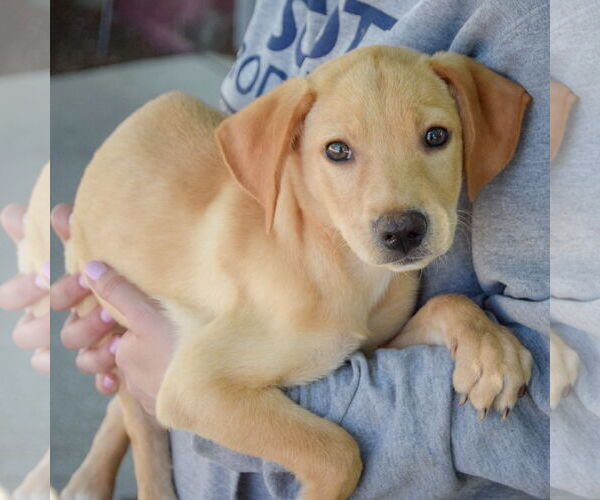 Medium Photo #2 Mutt Puppy For Sale in Huntley, IL, USA