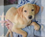 Small #1 Mutt