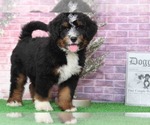Small Photo #4 Bernedoodle Puppy For Sale in BEL AIR, MD, USA