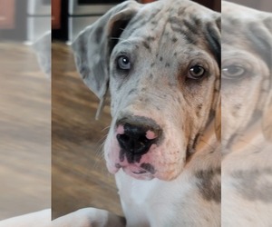 Great Dane Puppy for Sale in CAMERON, Oklahoma USA