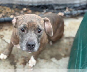 Mutt Dogs for adoption in Tulsa, OK, USA