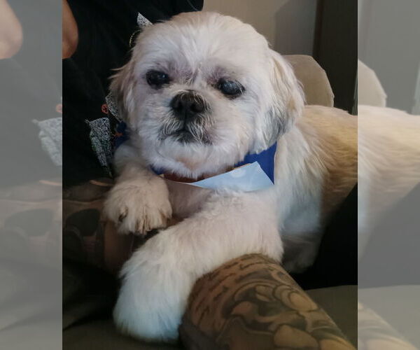 Medium Photo #3 Shih Tzu Puppy For Sale in oakland, FL, USA