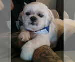 Small #2 Shih Tzu