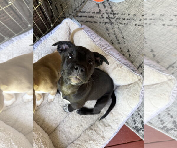 Medium Photo #3 American Staffordshire Terrier-Unknown Mix Puppy For Sale in Holly Springs, NC, USA