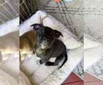 Small Photo #3 American Staffordshire Terrier-Unknown Mix Puppy For Sale in Holly Springs, NC, USA