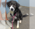 Small #3 Collie