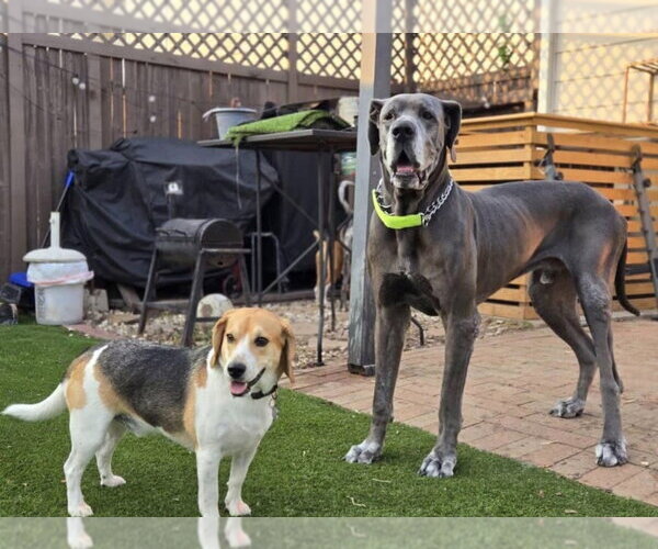 Medium Photo #3 Great Dane Puppy For Sale in Bullard, TX, USA