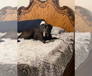 Great Dane Dogs for adoption in Bullard, TX, USA