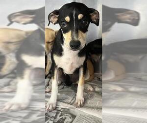 Chihuahua Dogs for adoption in San Antonio, TX, USA