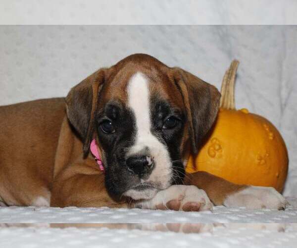 Medium Photo #1 Boxer Puppy For Sale in SHIPSHEWANA, IN, USA