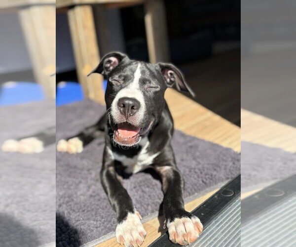 Medium Photo #2 Mutt Puppy For Sale in Mooresville, NC, USA